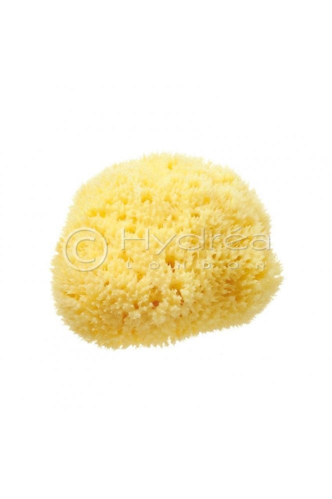 Hydrea london  - Natural Sea Sponge Honeycomb (Small 2-2.5